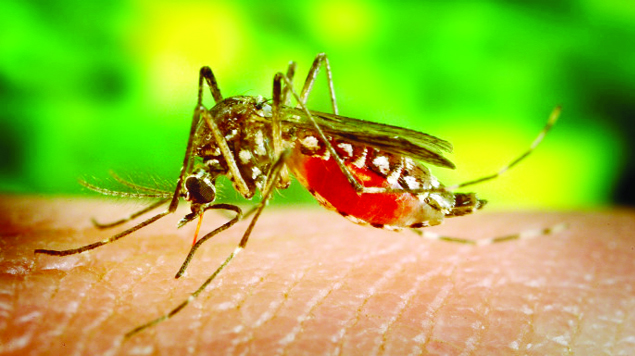 এ বছর ঢাকার বাইরে ডেঙ্গুর ভয়াবহতা বাড়ার শঙ্কা