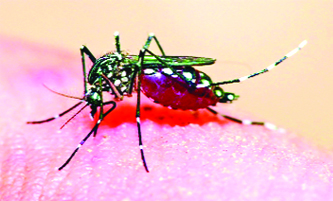 এবার শুষ্ক মৌসুমে ডেঙ্গুর দ্বিগুণ গতি