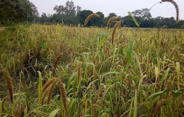 পঞ্চগড়ে হারিয়ে যাচ্ছে কাউন চাষ