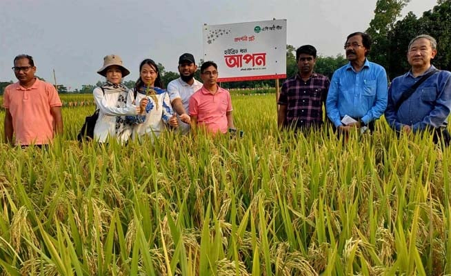 শেরপুরে হাইব্রীড ‘আপন’ জাতের ধান ক্ষেত পরিদর্শনে চীনা বিশেষজ্ঞ দল