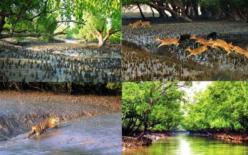সুন্দরবনে প্রবেশে আজ থেকে ৩ মাসের নিষেধাজ্ঞা